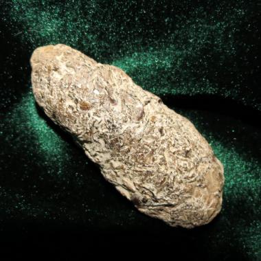 largest human coprolite